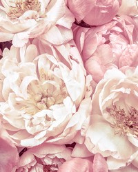 Peonies Wall Mural XXL4-091 by   