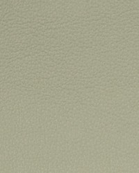 Greenhouse A7750 Pumas by  Greenhouse Fabrics 