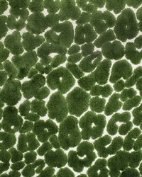 Greenhouse S3407 by  Greenhouse Fabrics 