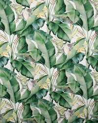 Greenhouse S5085 by  Greenhouse Fabrics 