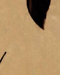 Fresh Start Brown by  Wesco 